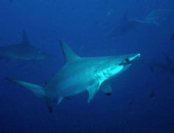 You talking to me? Hammer head Shark, eye balling me, tak... by Jeannette Howard 
